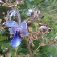 Rotheca serrata (L.) Steane & Mabb.